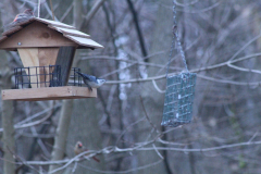 nuthatchmeredith